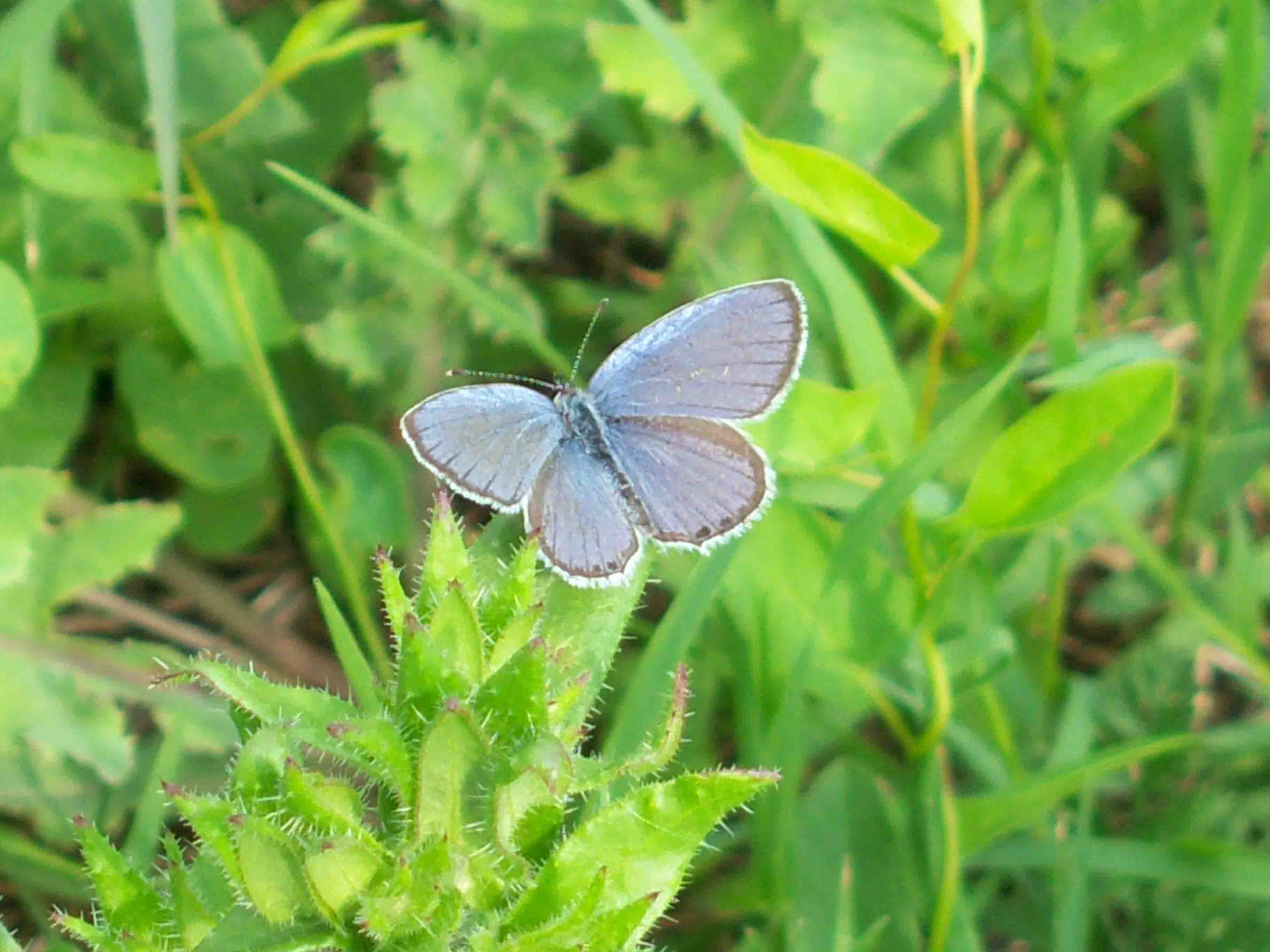 identificazione farfalla